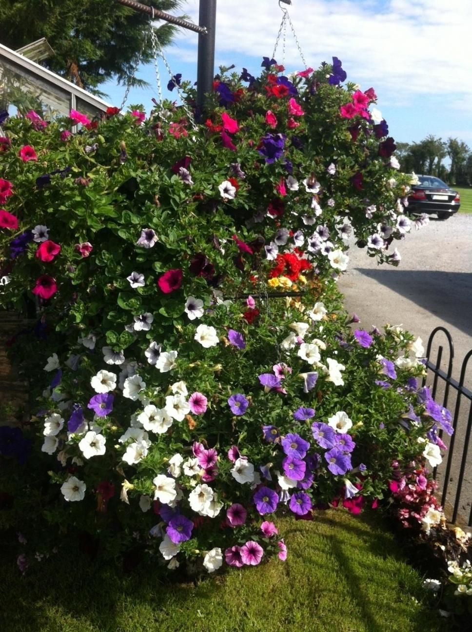 Hillview House Otel Lusk Dış mekan fotoğraf